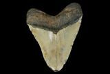 Bargain, Fossil Megalodon Tooth - North Carolina #119405-2